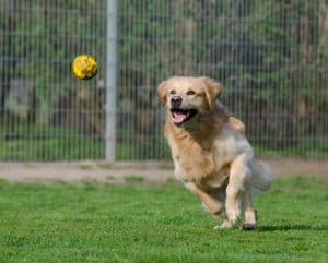 All You Need to Know About Flyball