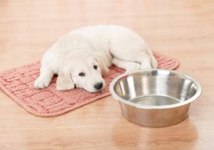 best diet plan for golden retriever puppies