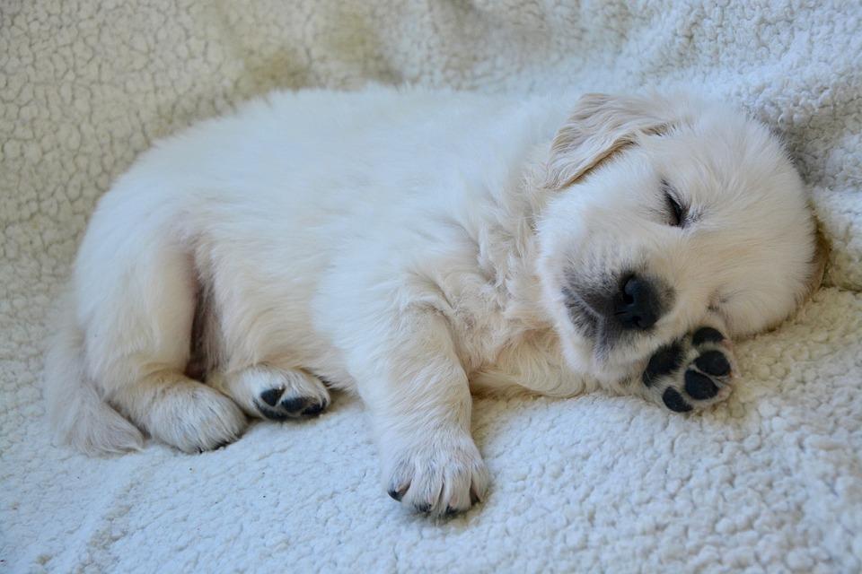 puppy puking white foam