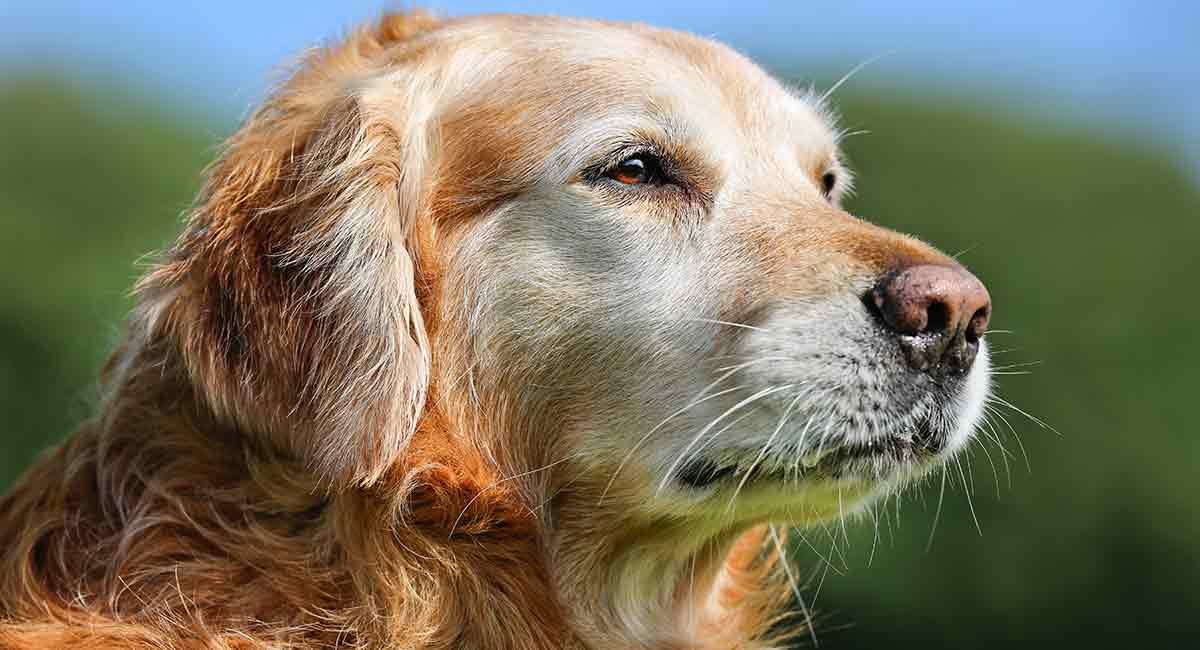 dog years for golden retriever