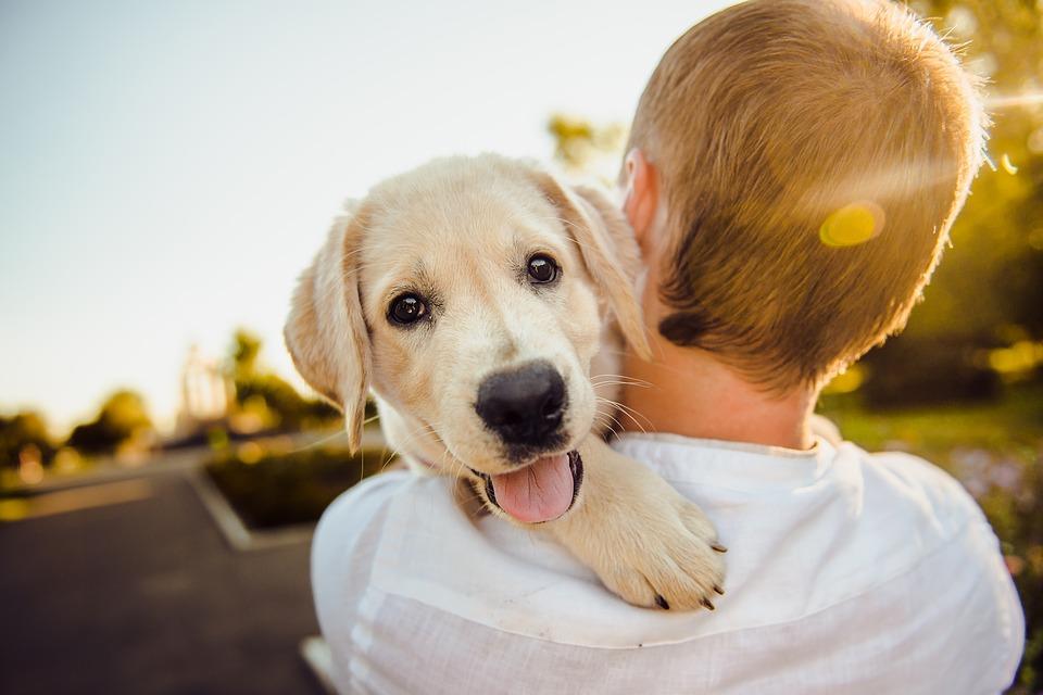 golden retriever emotional support dog