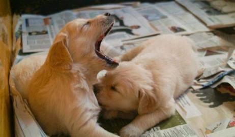 Puppy Biting and Nipping, how to stop 