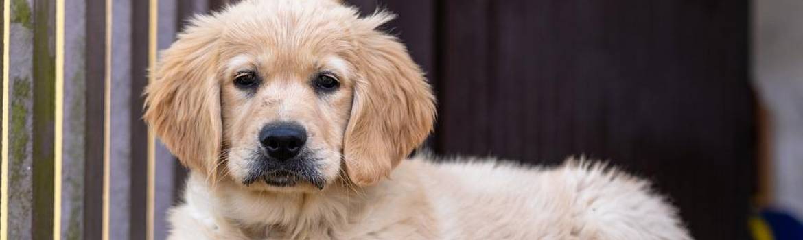 Golden Retriever Rescue Organizations In The United States Of America Official Golden Retriever