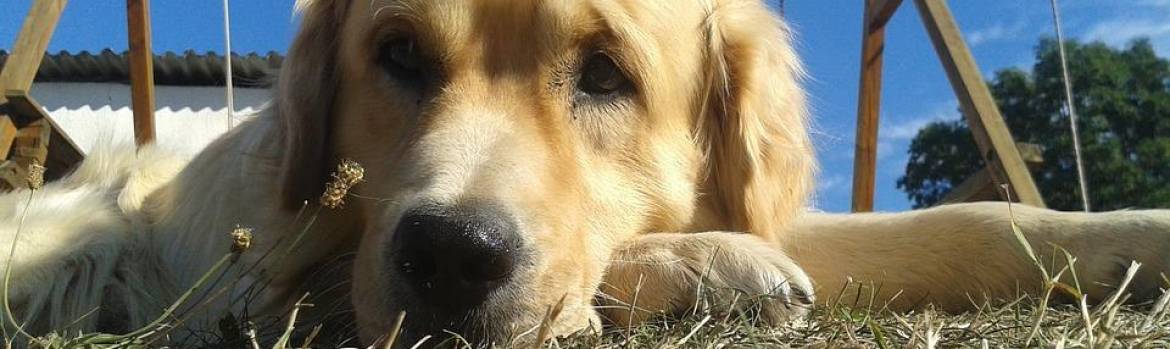 Epilepsy And Your Golden Retriever Signs Symptoms And Solutions Official Golden Retriever