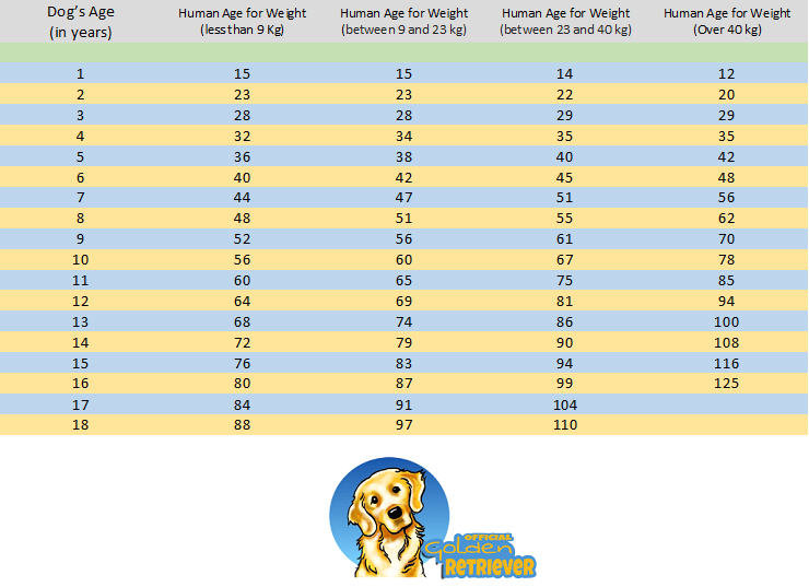 Dog Age Chart: How to Convert Dog's Age into Human Years ...