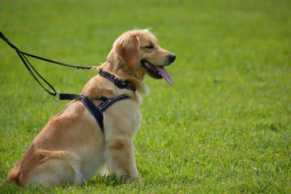 Is it ever too late to start training your dog? - Official Golden Retriever
