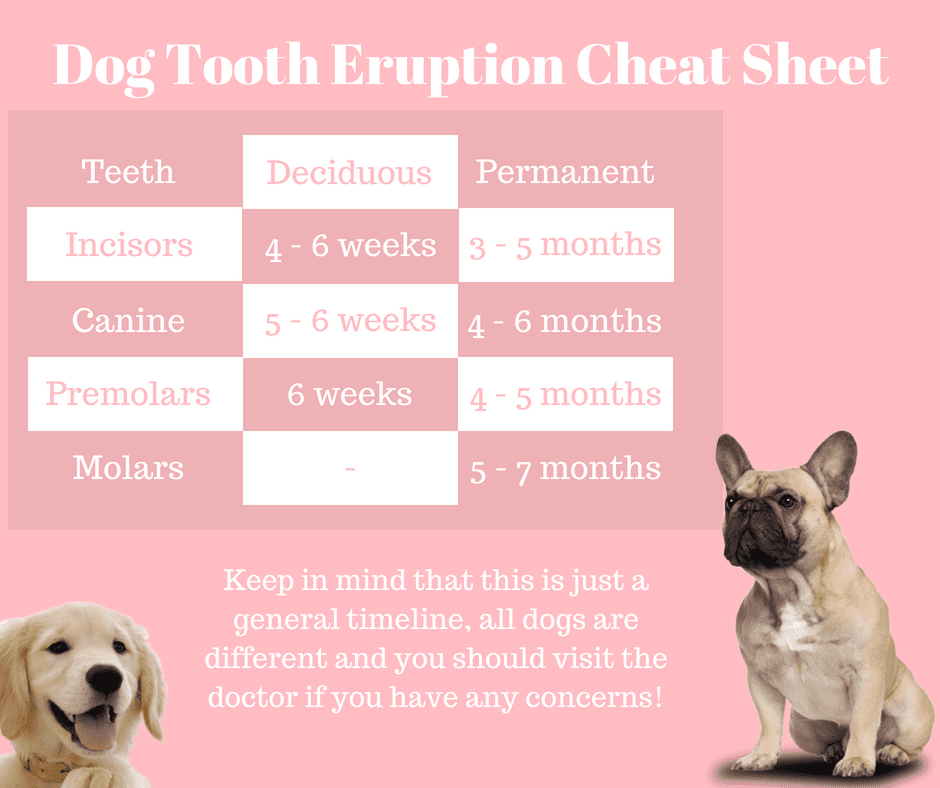 tooth eruption cheat sheet
