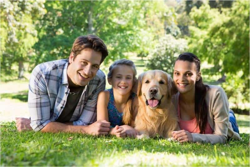 How to Train Your Golden Retriever to be Kid-Friendly