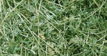 Alfalfa hay - source of protein for rabbits