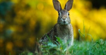 Rabbit Mineral requirements and functionsRabbit Mineral requirements and functions