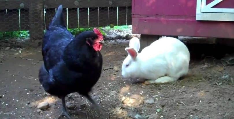 Can rabbits and chicken live and get along