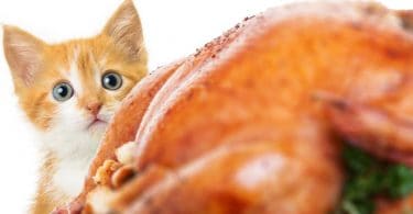 Can-cats-eat-turkey-HC-long