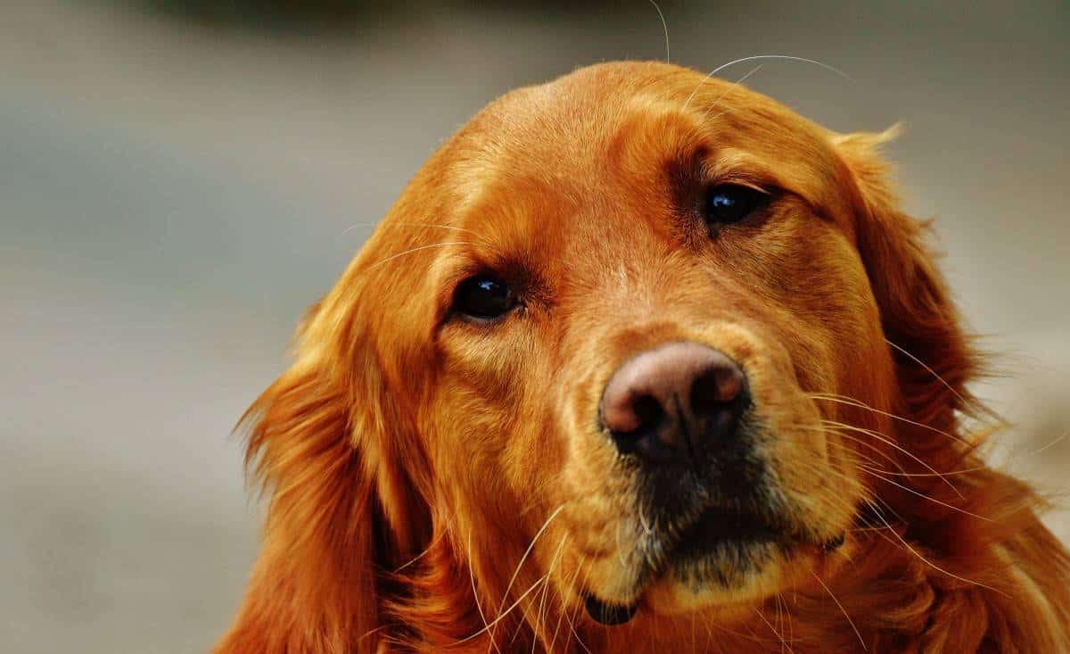 Probiotics for dogs and your Golden Retriever