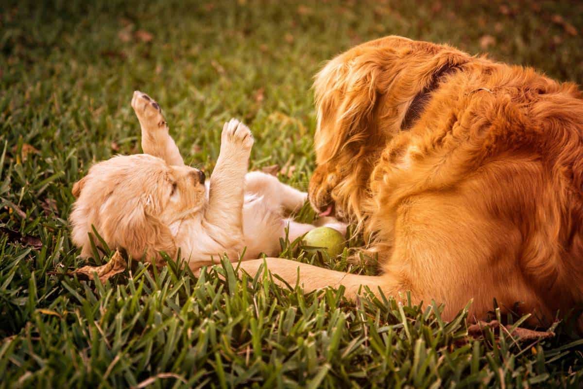 What to Train your Puppy First