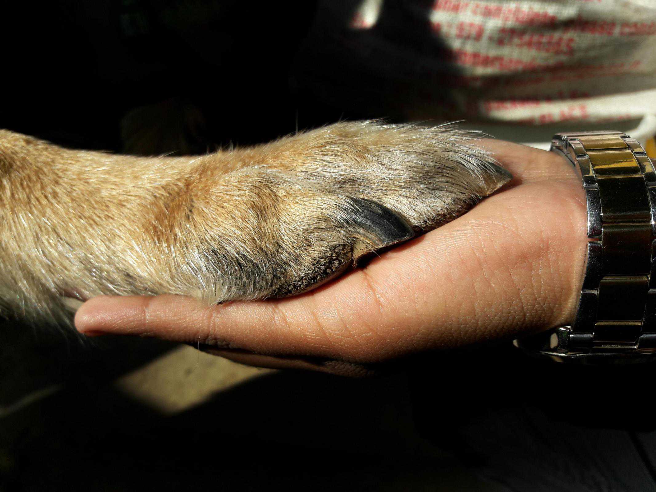 Why Grinding Your Dog’s Nails is Better Than Clipping