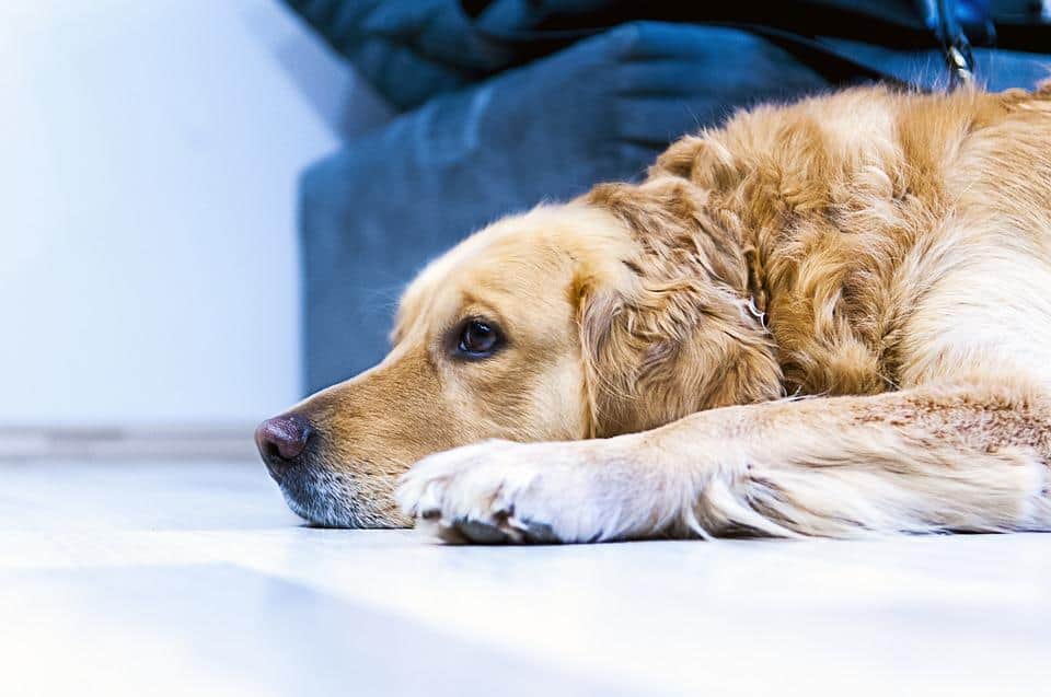 The most common Golden Retriever's health problems