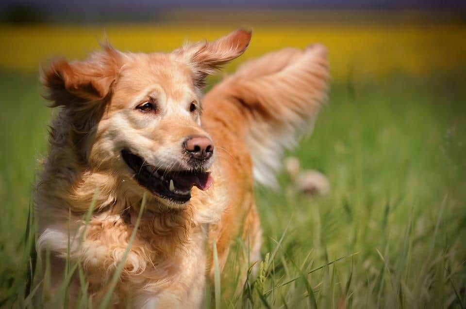Golden Retrievers and Ear Infections