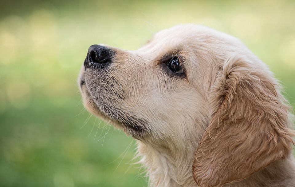 Golden Retriever Lifespan and What Can Reduce It