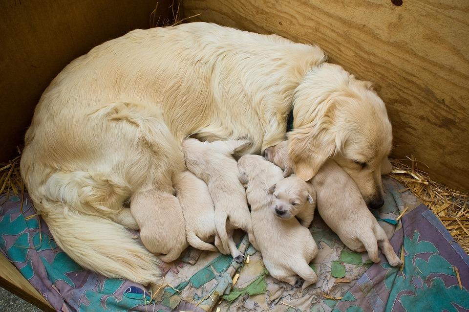Golden Retriever Pregnancy Signs and Care