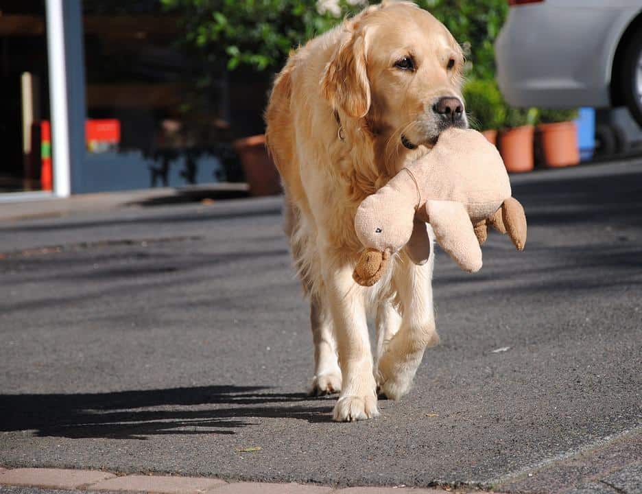 Best Gifts for Golden Retriever Owners