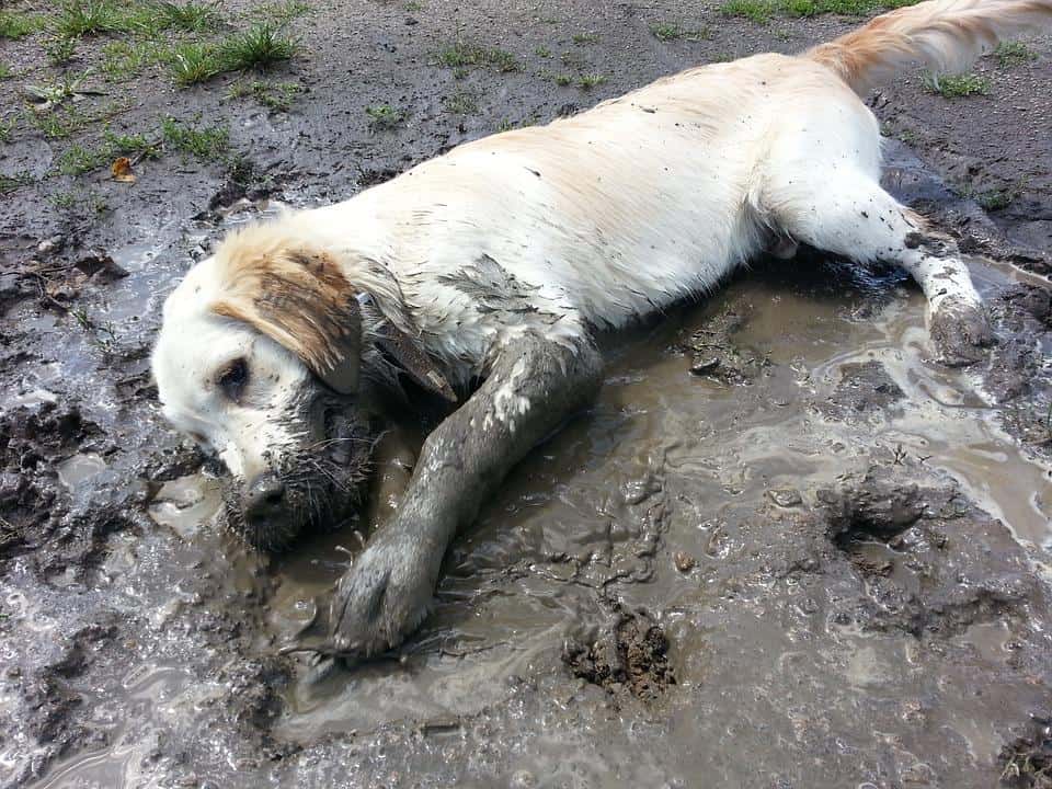 golden retriever cleaning at home