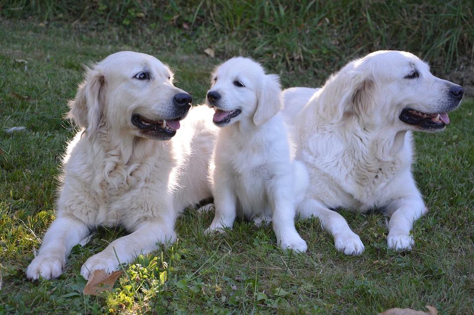 Differences between male and female Golden Retrievers