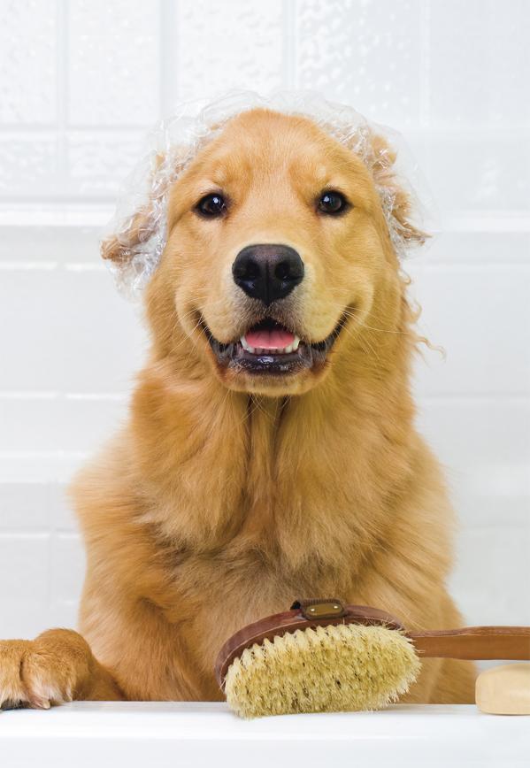 Golden Retriever dog bath, bathing