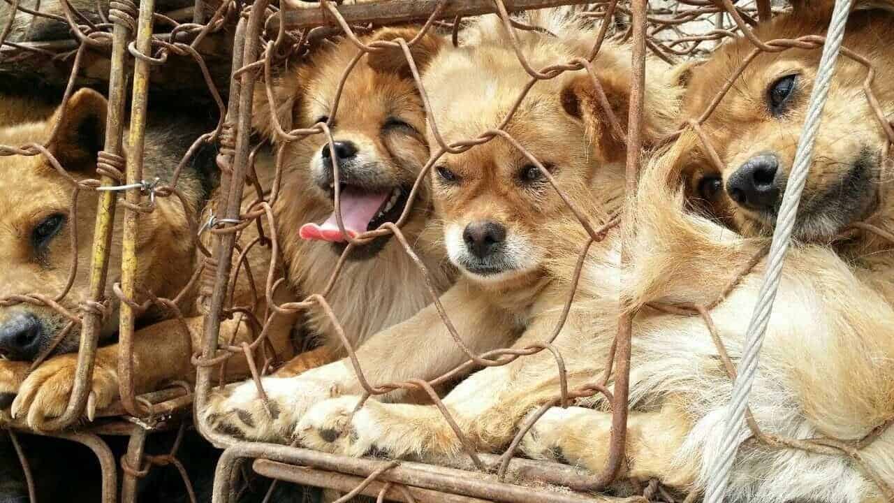 yulin dogs