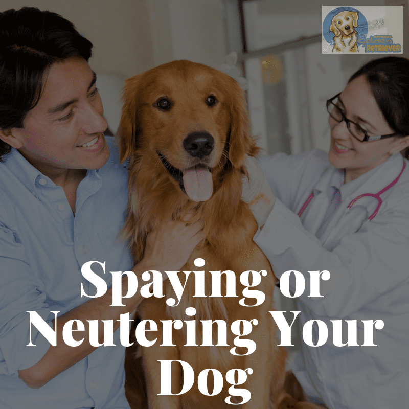 Spaying or Neutering Your Dog