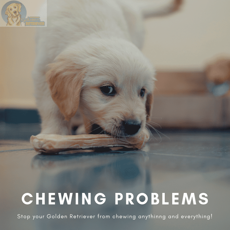 How to Stop Your Dog From Chewing Everything