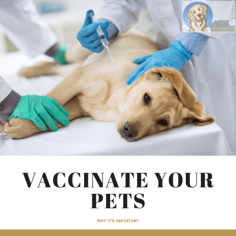 Why It’s Important to Get Your Golden Retriever Vaccinated