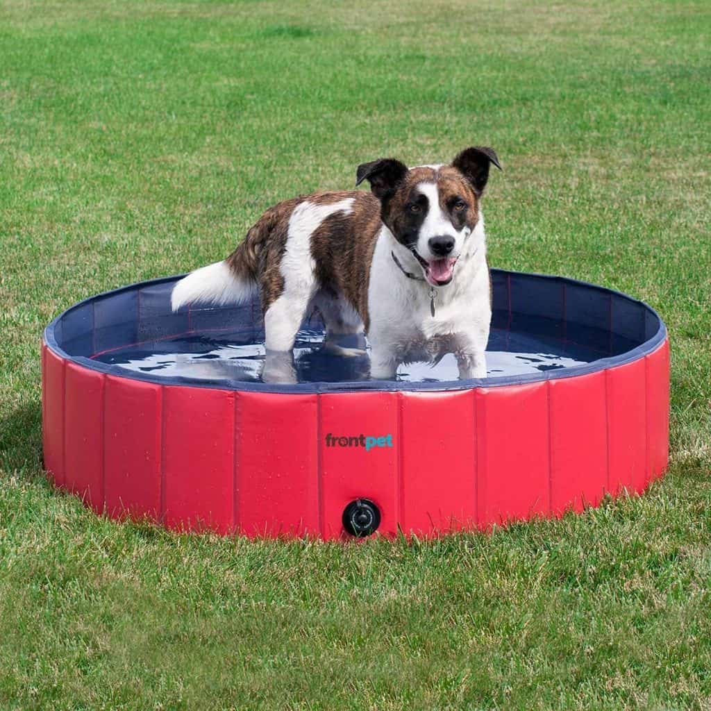 Dog Pool 3