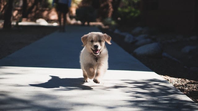 Puppy walks